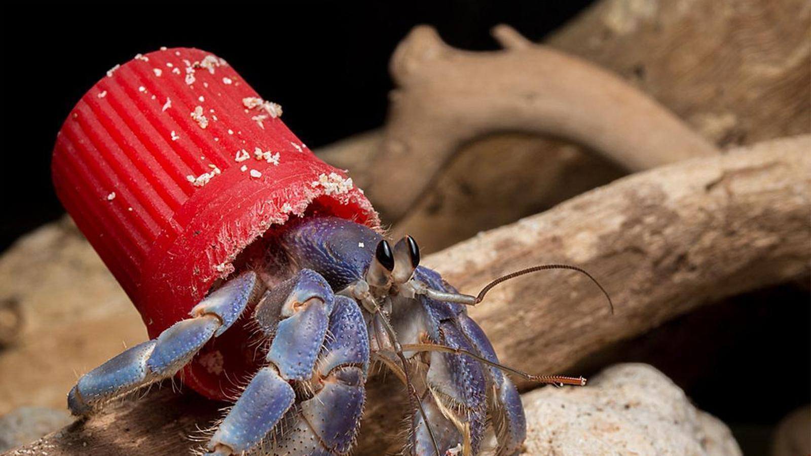 A hermit crab uses a plastic cap as a shield.