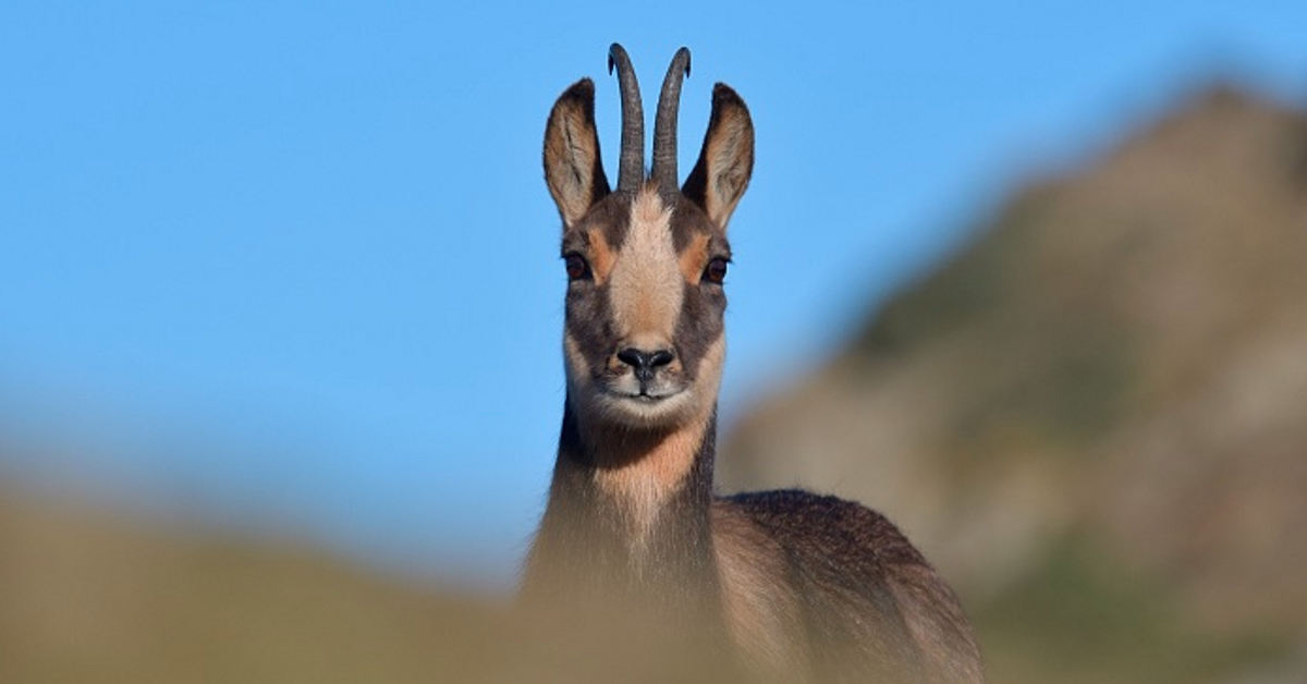 Arrenca la Setmana de caça de l'isard