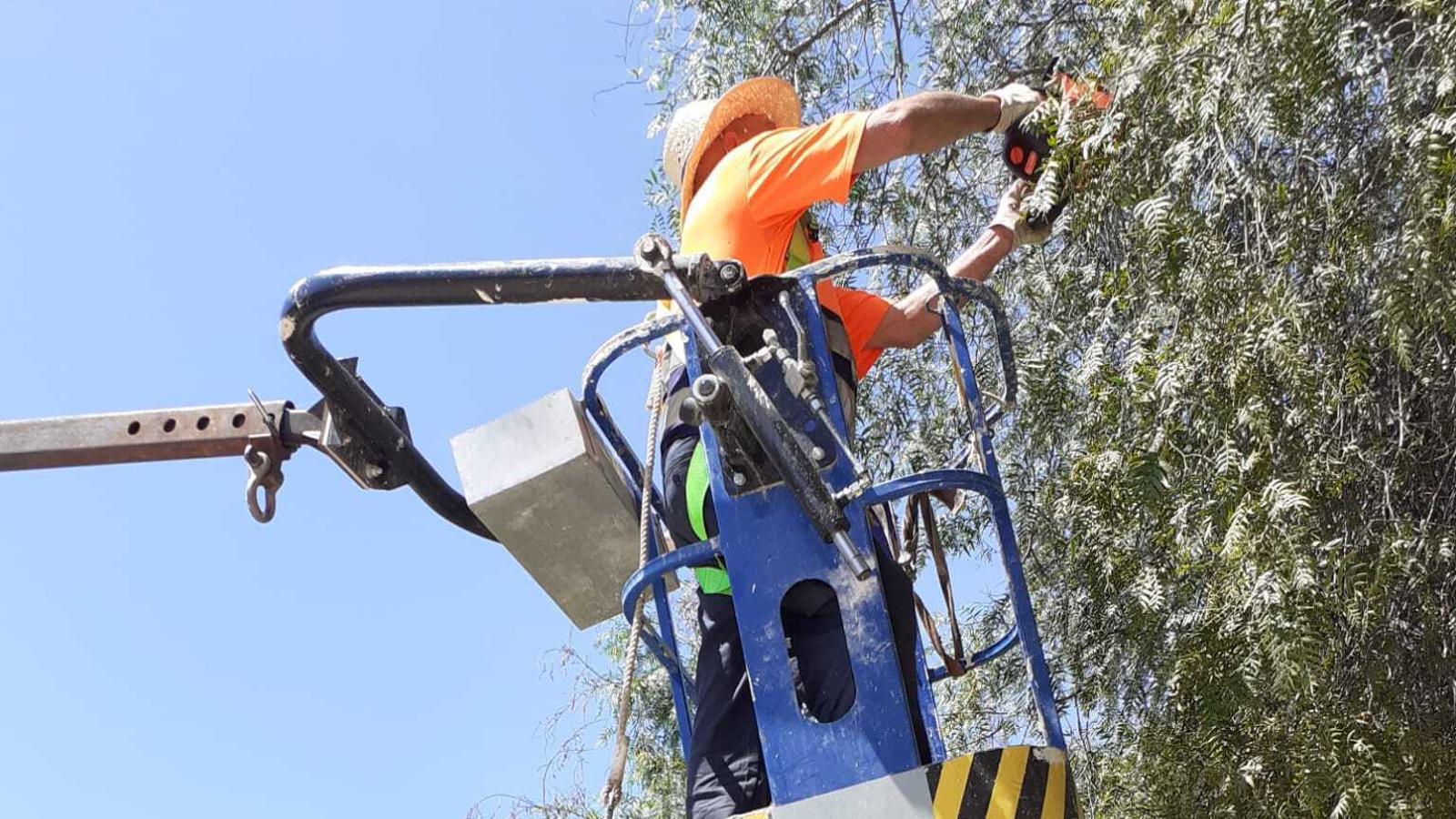 Un operari retalla el brancam d'un arbre, vora l'ambulatori de Portocolom.