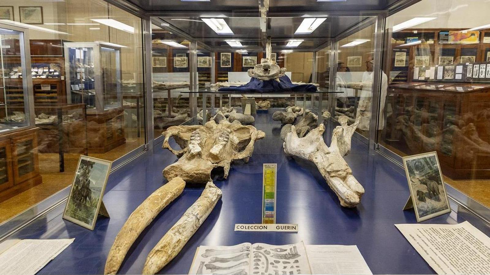 The Museum of Geology of the Seminary of Barcelona, in an archival image