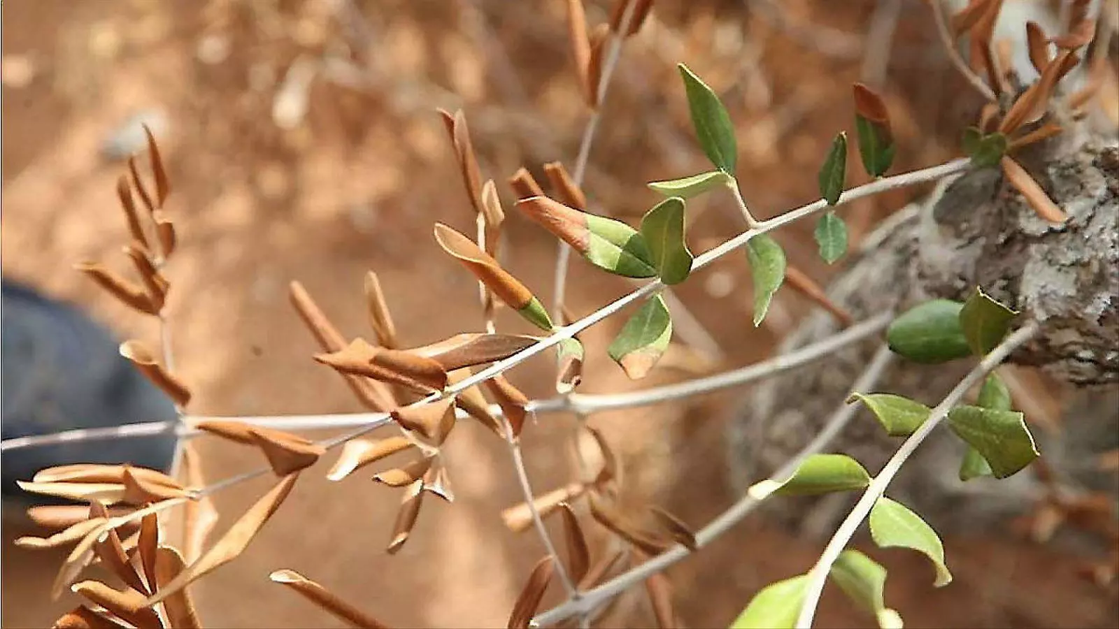 Ametler afectat per la 'Xylella'.