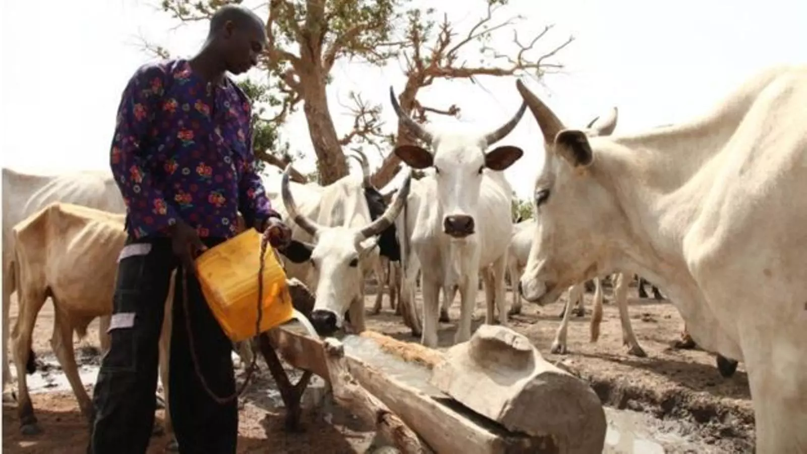 Un pastor fulani dona aigua a part del seu ramat.