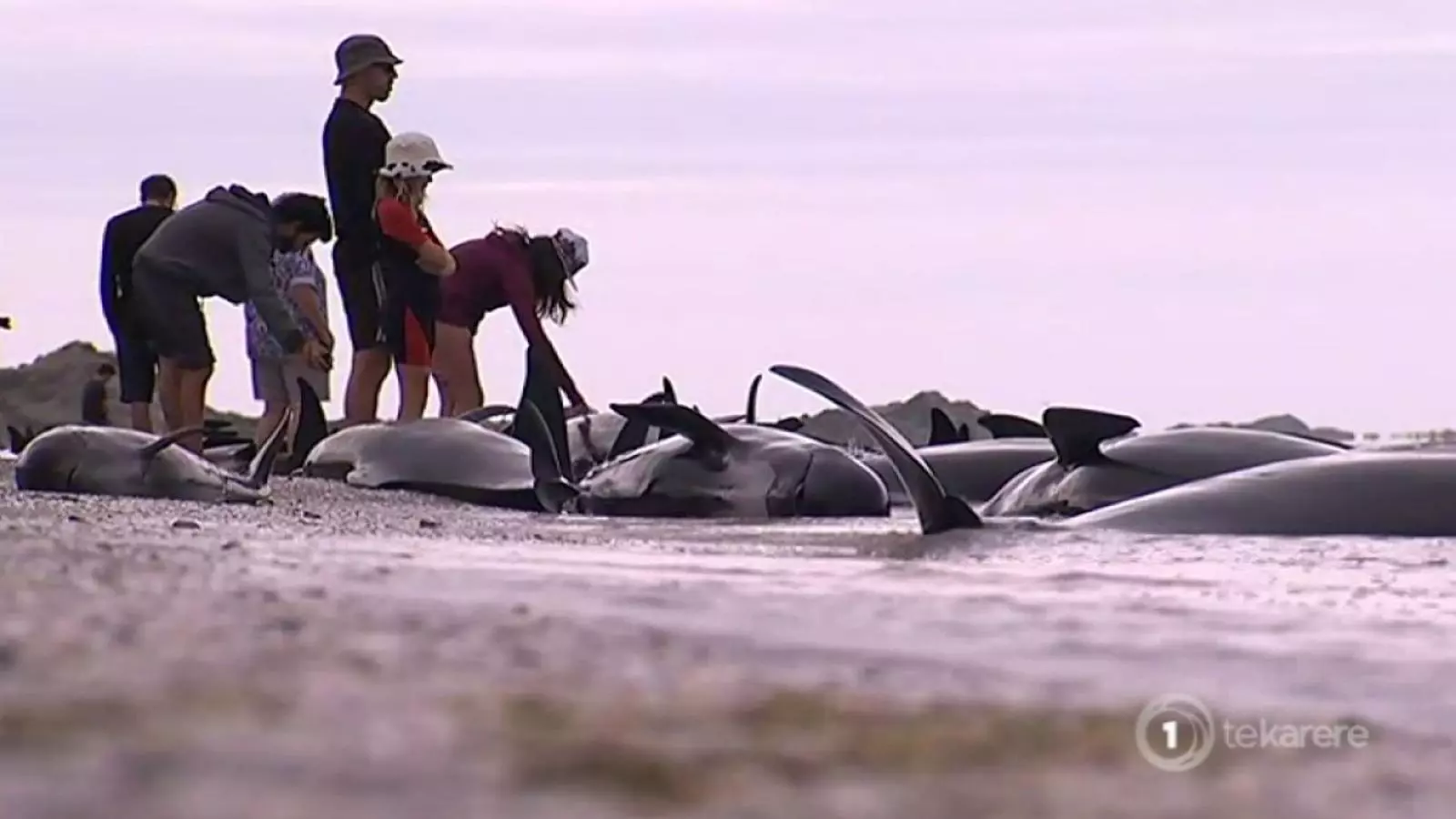 Unes 400 balenes encallen en una platja a Nova Zelanda.