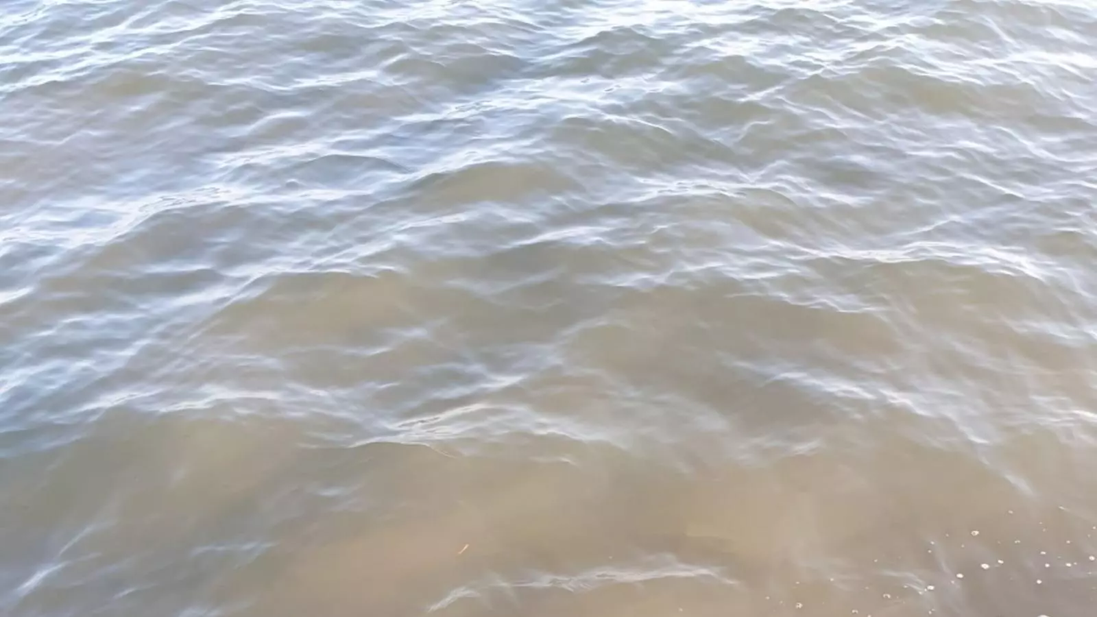 Imatge de l'aigua a la Badia de Pollença./ GOB
