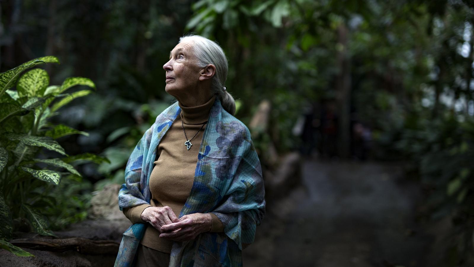 Jane Goodall in Barcelona.