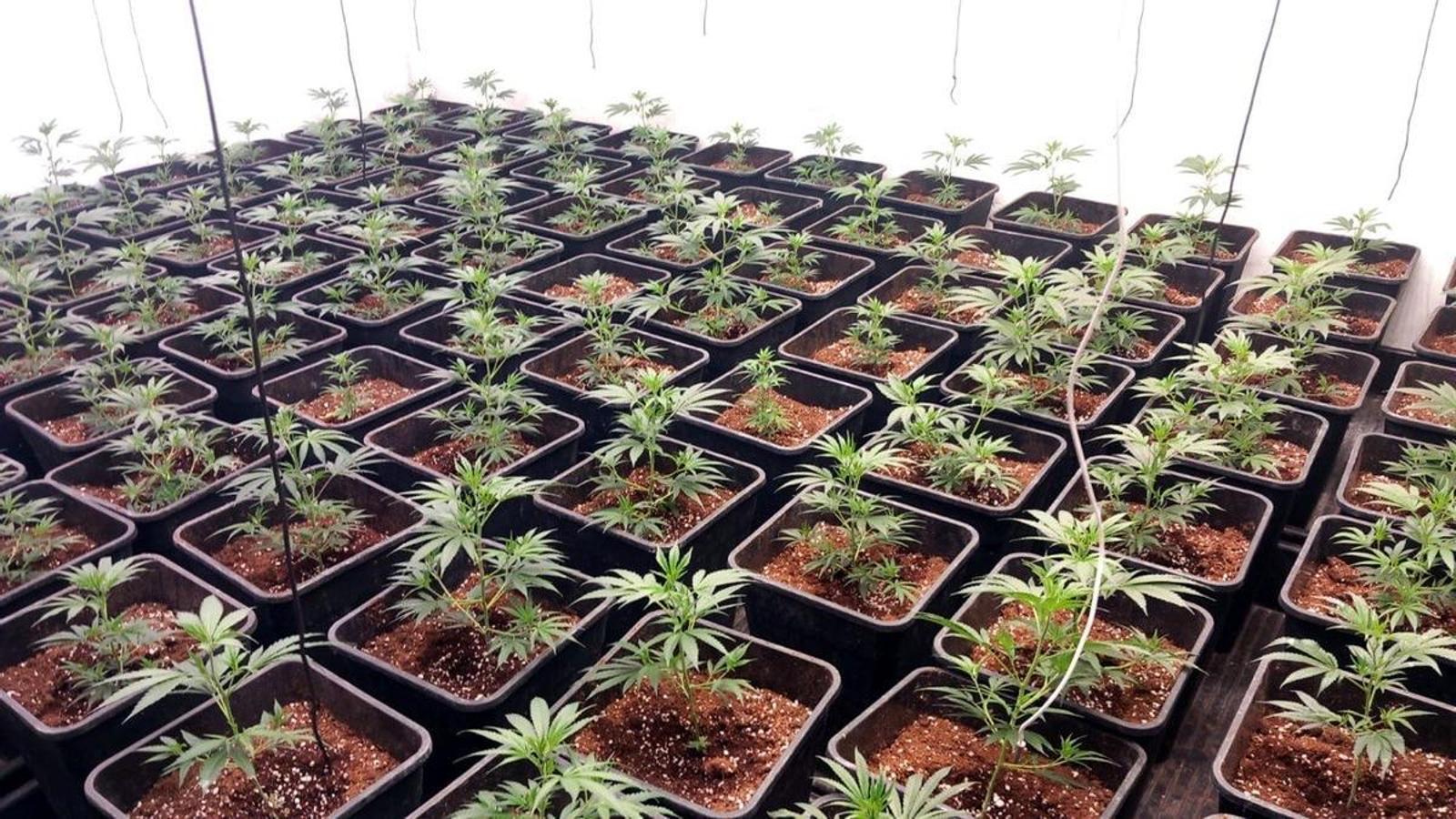 Marijuana plants seized by the Mossos in Badia del Vallès.