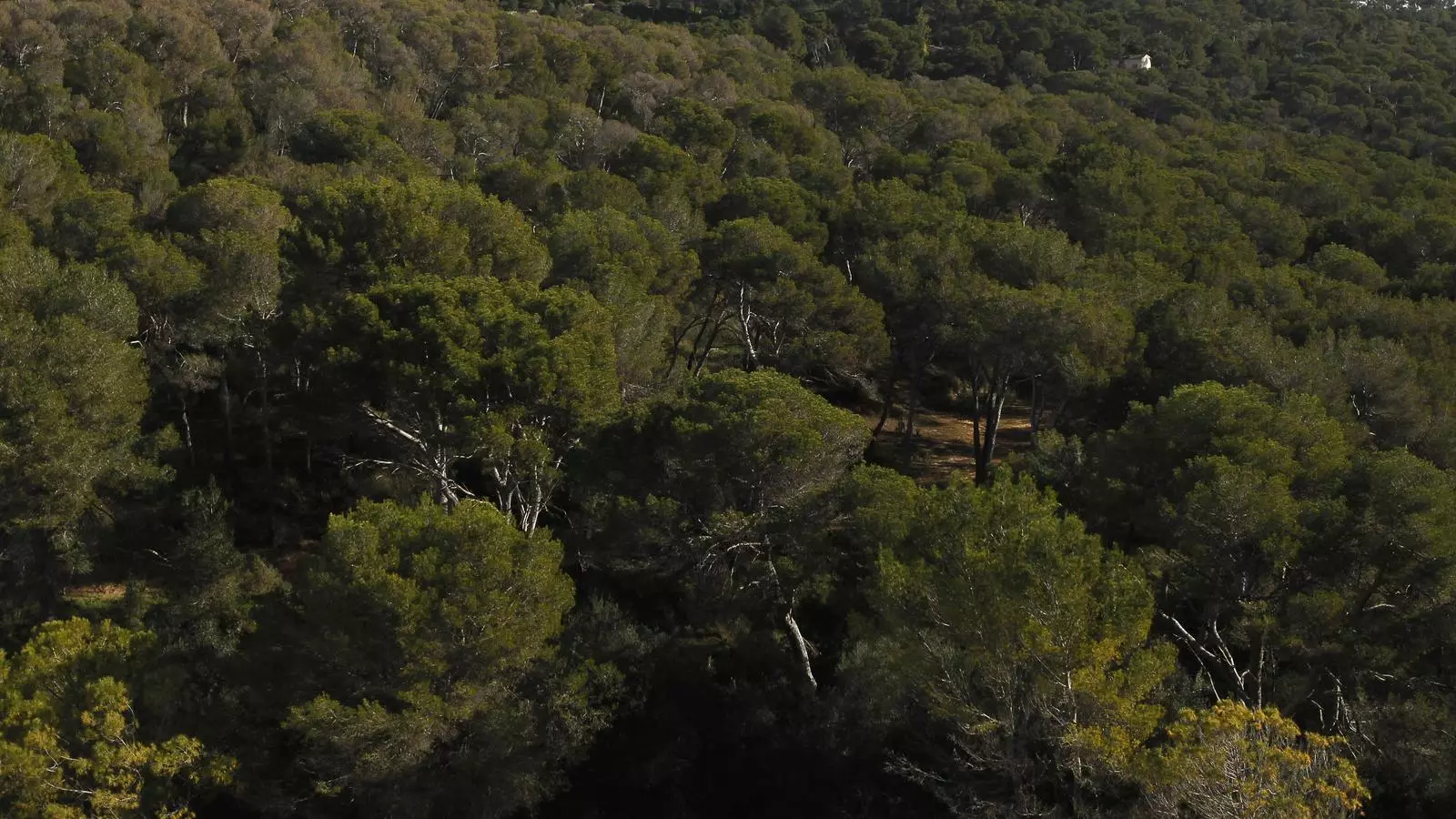 Una zona de pinar.