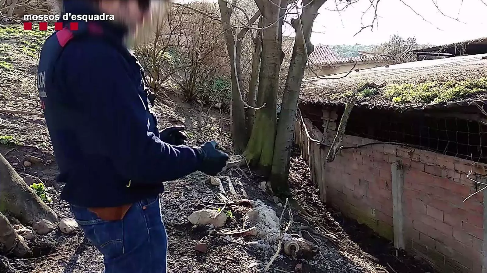 Un agent dels Mossos d’Esquadra observant una ovella morta i abandonada a la granja de Lliçà d’Amunt.