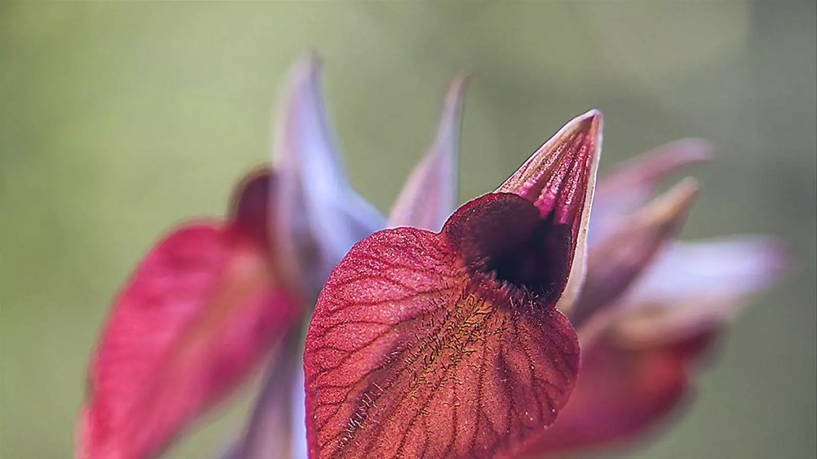 Imatge d'arxiu d'una orquídia.
