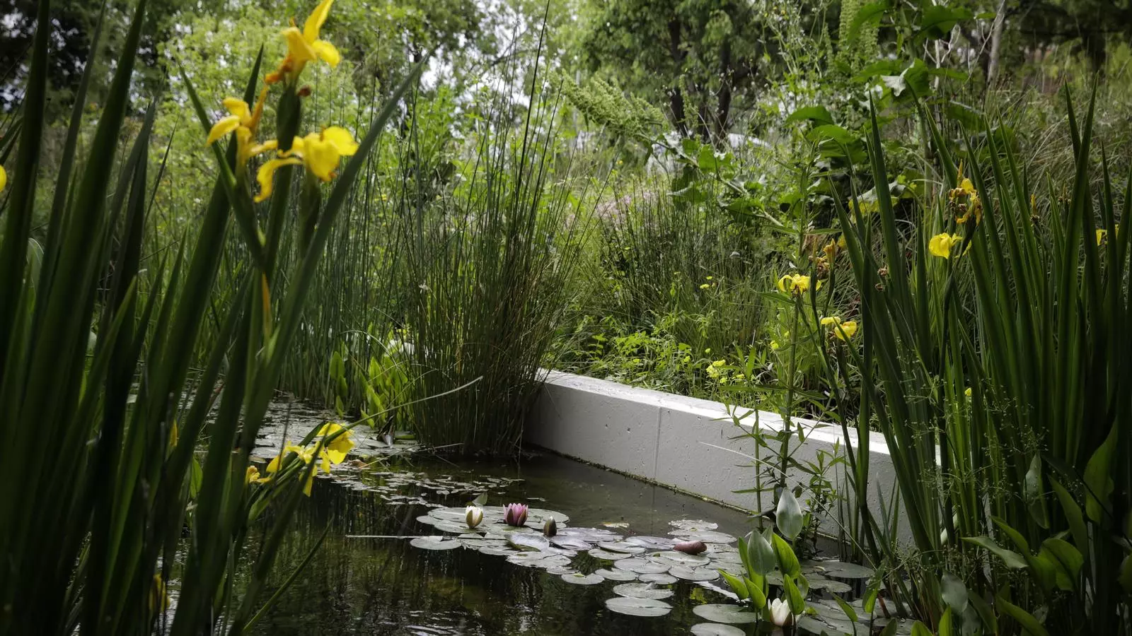 Una de les basses naturalitzades als jardins del Doctor Pla i Armengol