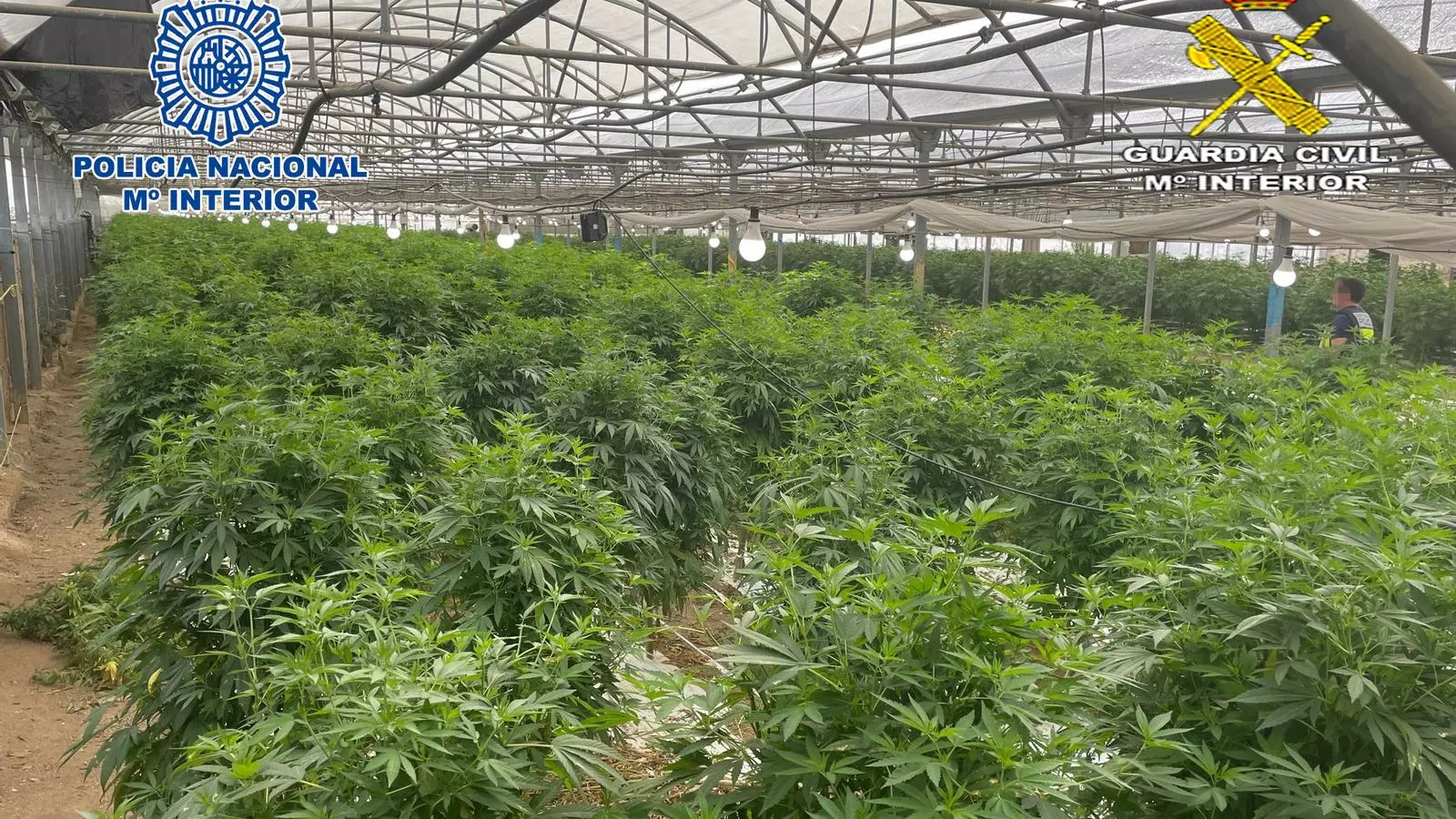 Plantación marihuana
