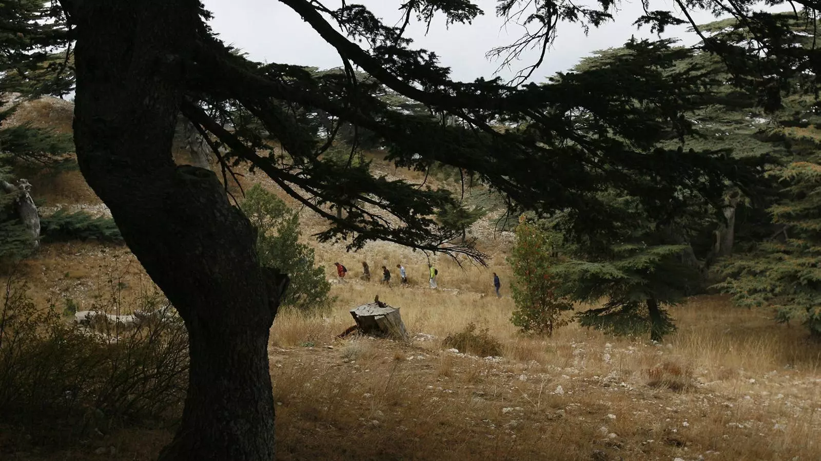Dels cedres del Líban als nostres rius