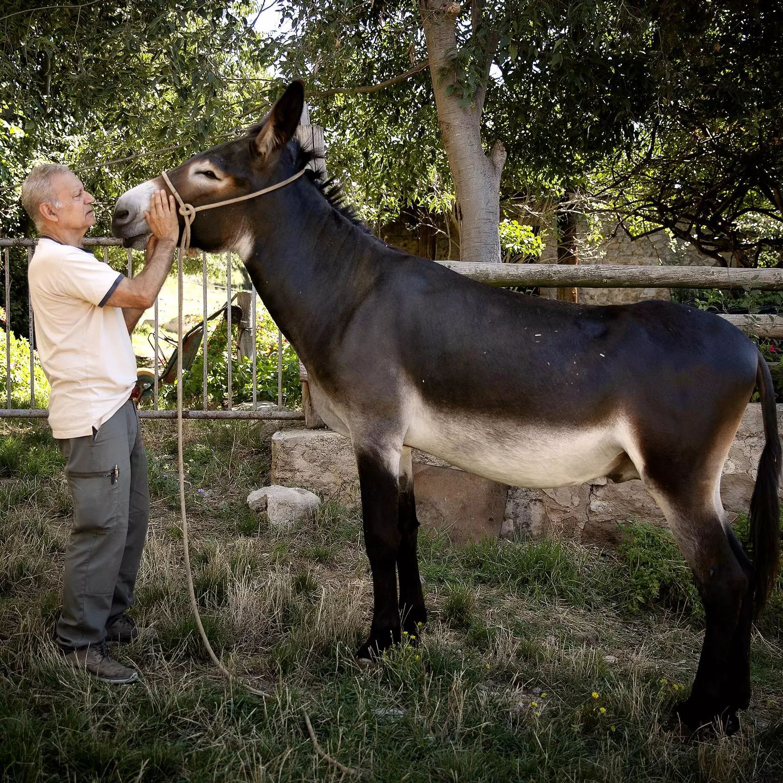Joan Gassó, president of AFRAC, with one of his Catalan donkeys.