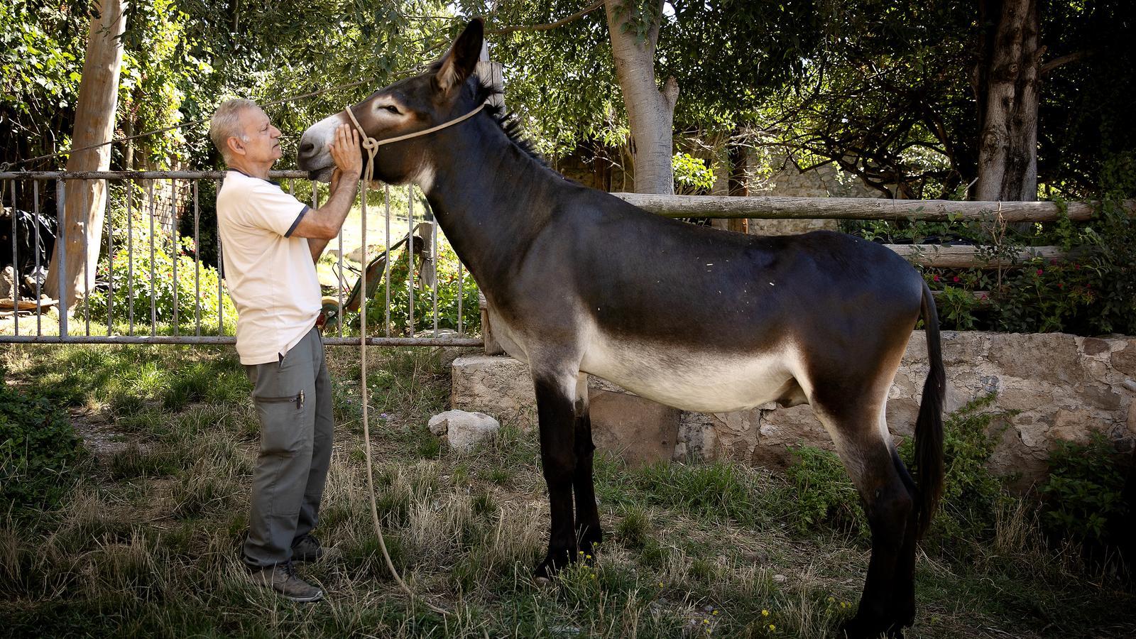Joan Gassó, president of AFRAC, with one of his Catalan donkeys.