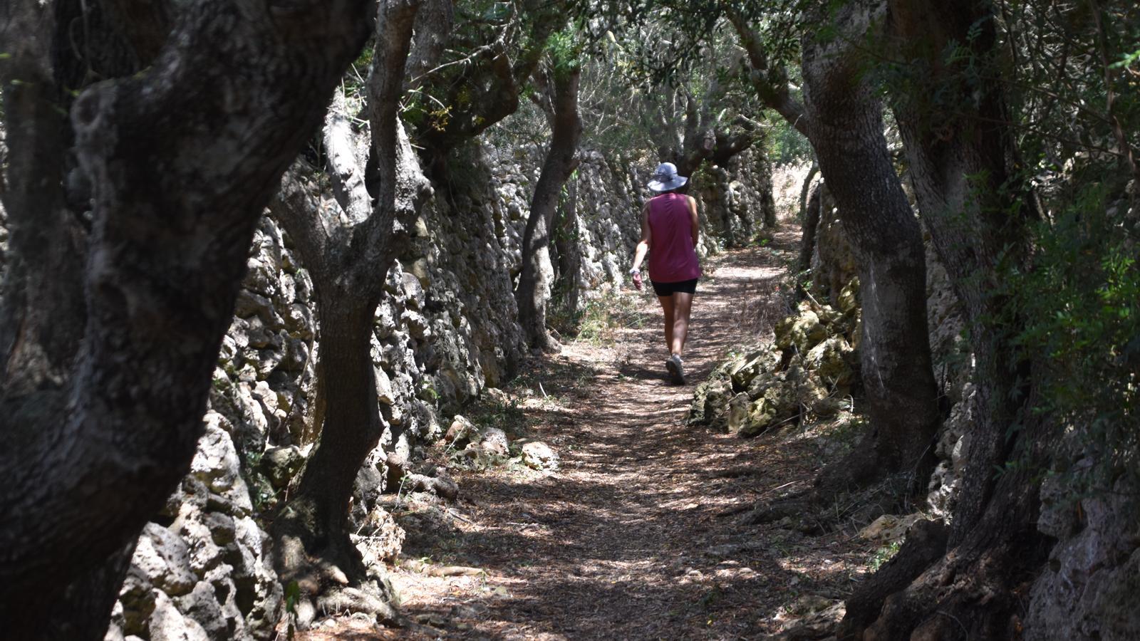 The path of Tornaltí d’en Vigo presents one of the most winding and unspoiled routes in the entire Llucmaçanes area.
