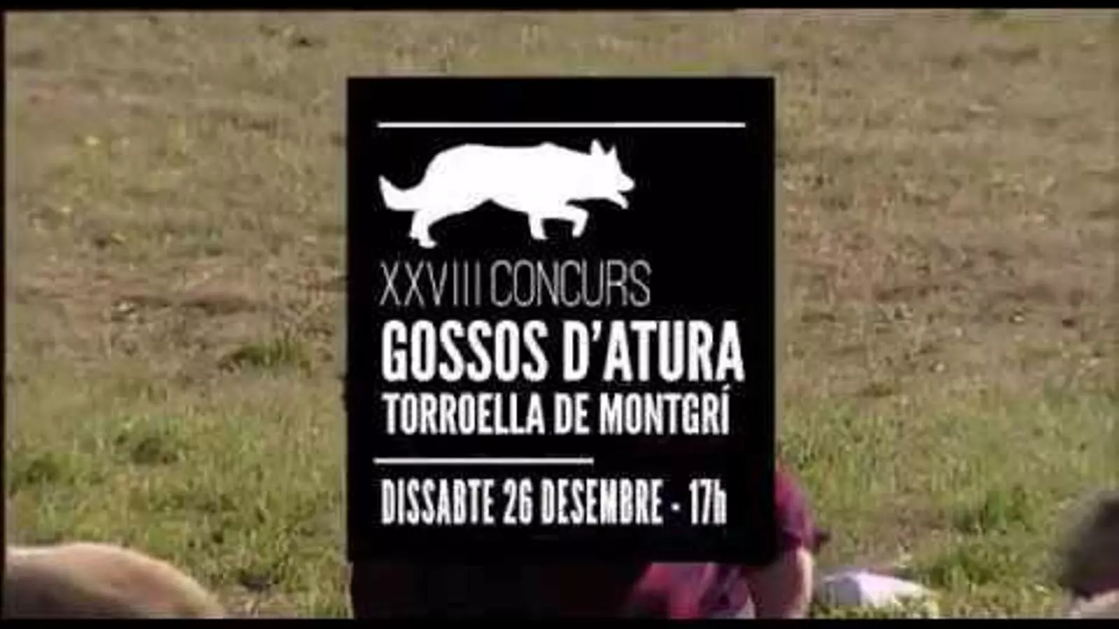 La Xarxa emet el concurs de gossos d'atura de Torroella