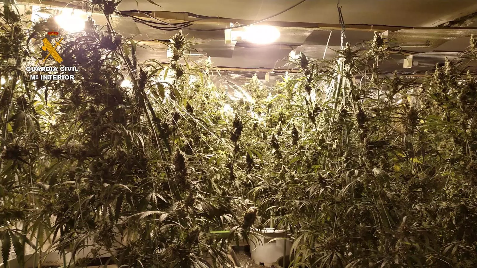 Una de les plantacions de marihuana que s'ha intervingut en la macrooperació.