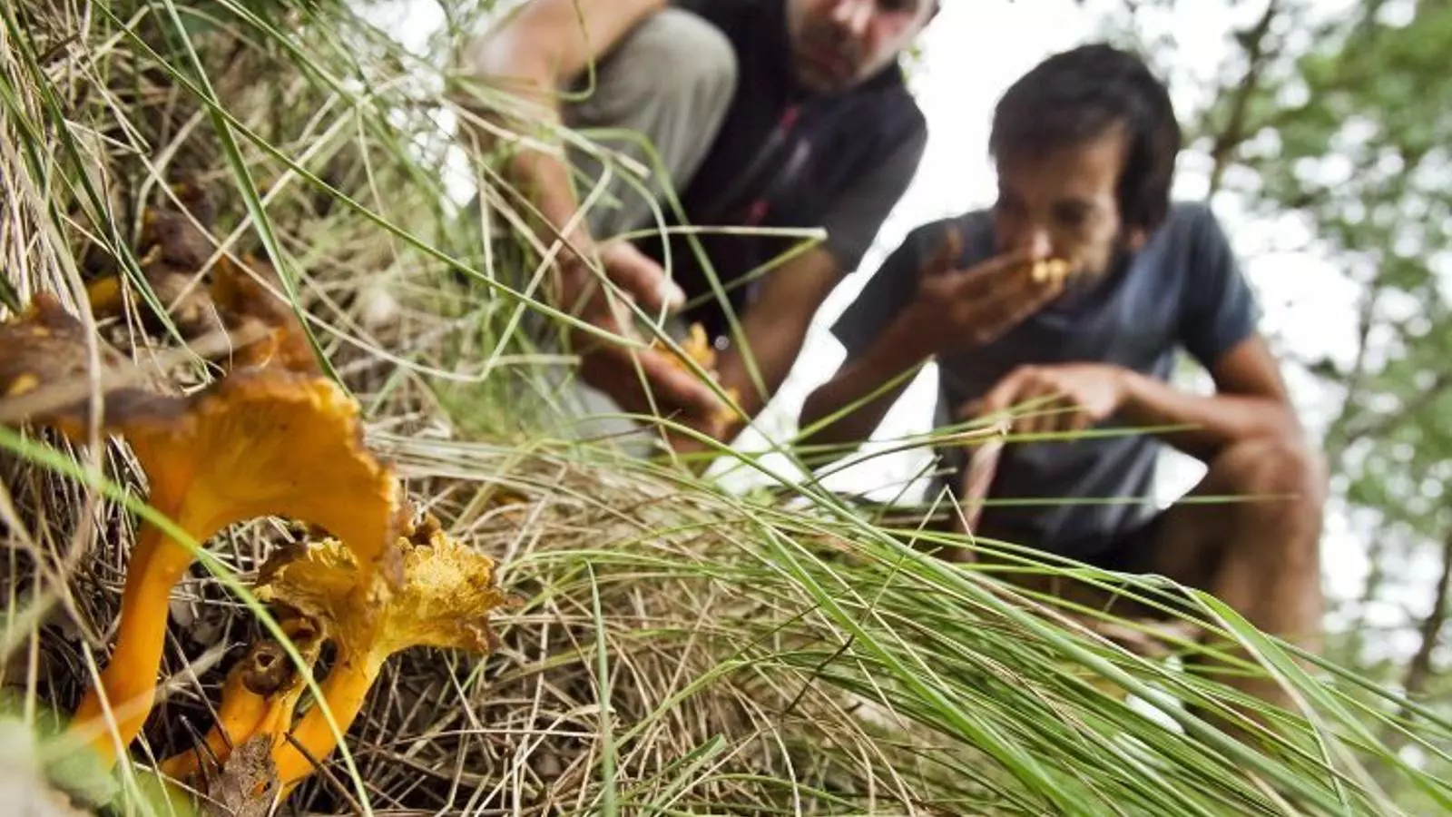 La pandèmia planteja si s'ha de regular l'accés al bosc durant la temporada de bolets / ARA