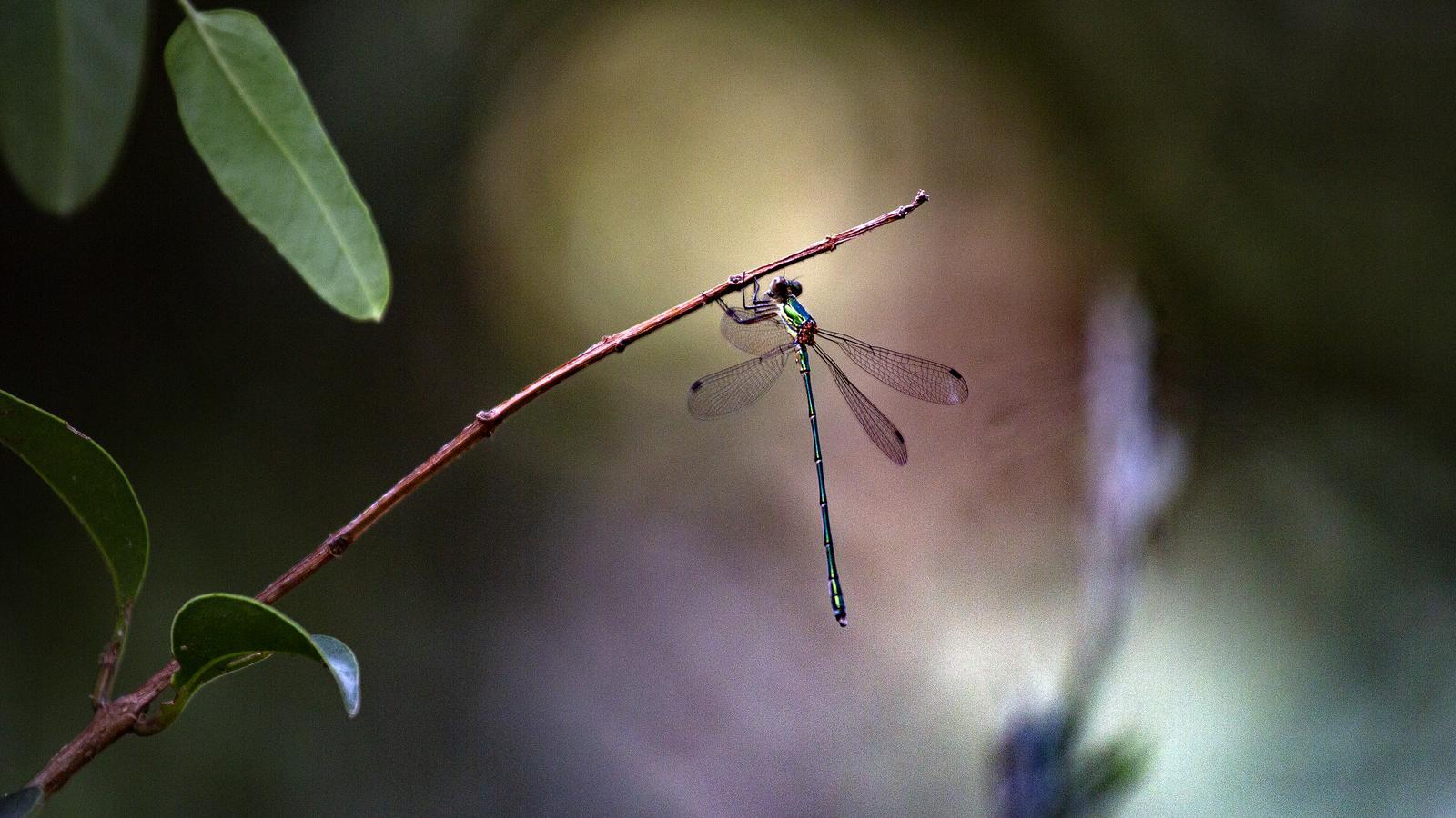 Espai de biodiversitat El Pantà de la Foixarda.