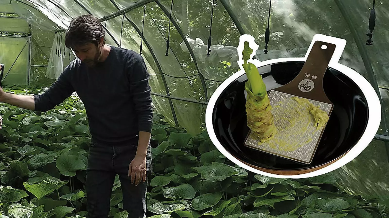 Els secrets que fan possible el wasabi català