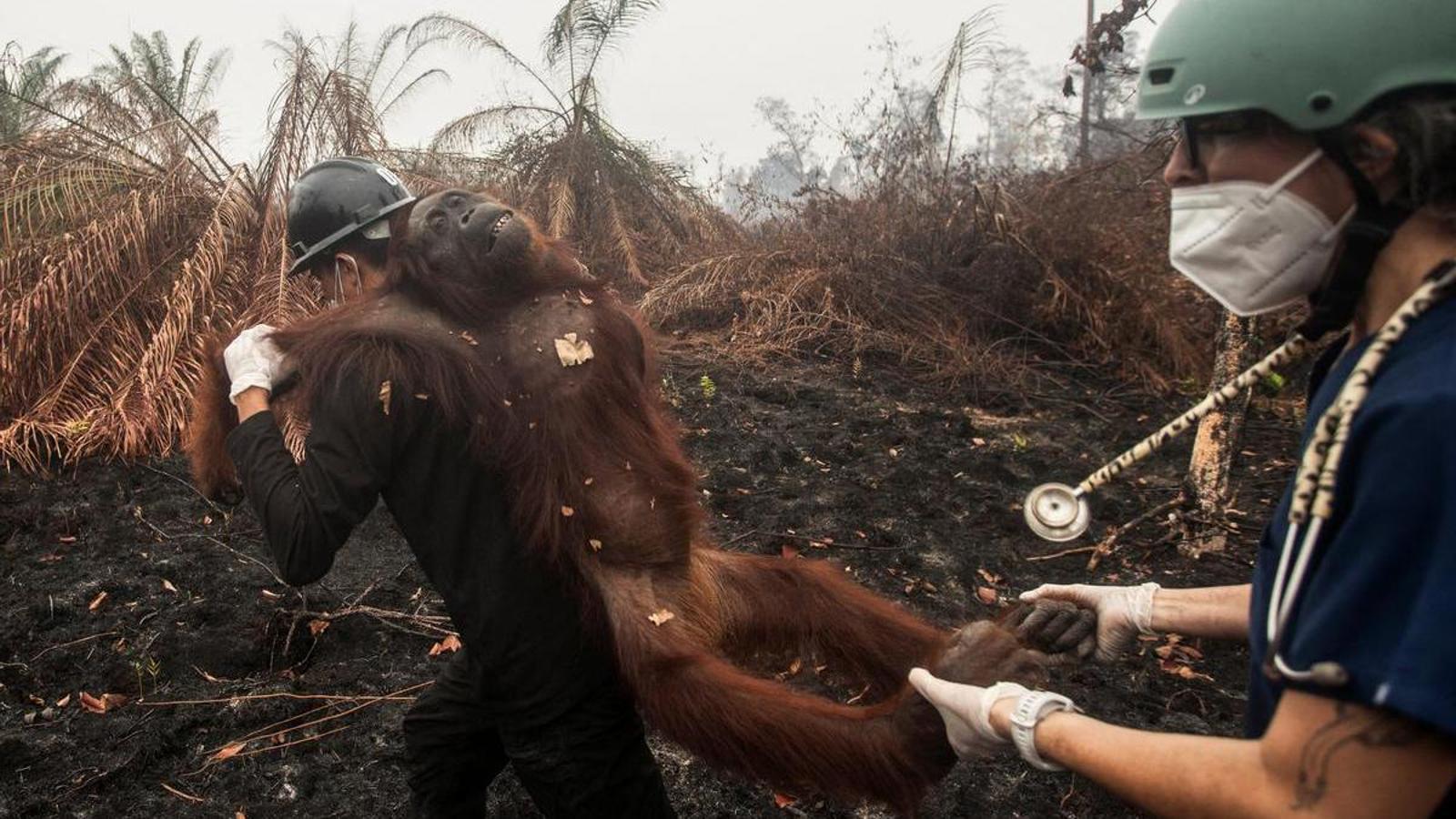 Veterinarian Karmele Llano and a member of a rescue team transport an orangutan during a rescue operation at a plantation affected by the fires that Indonesia is experiencing.