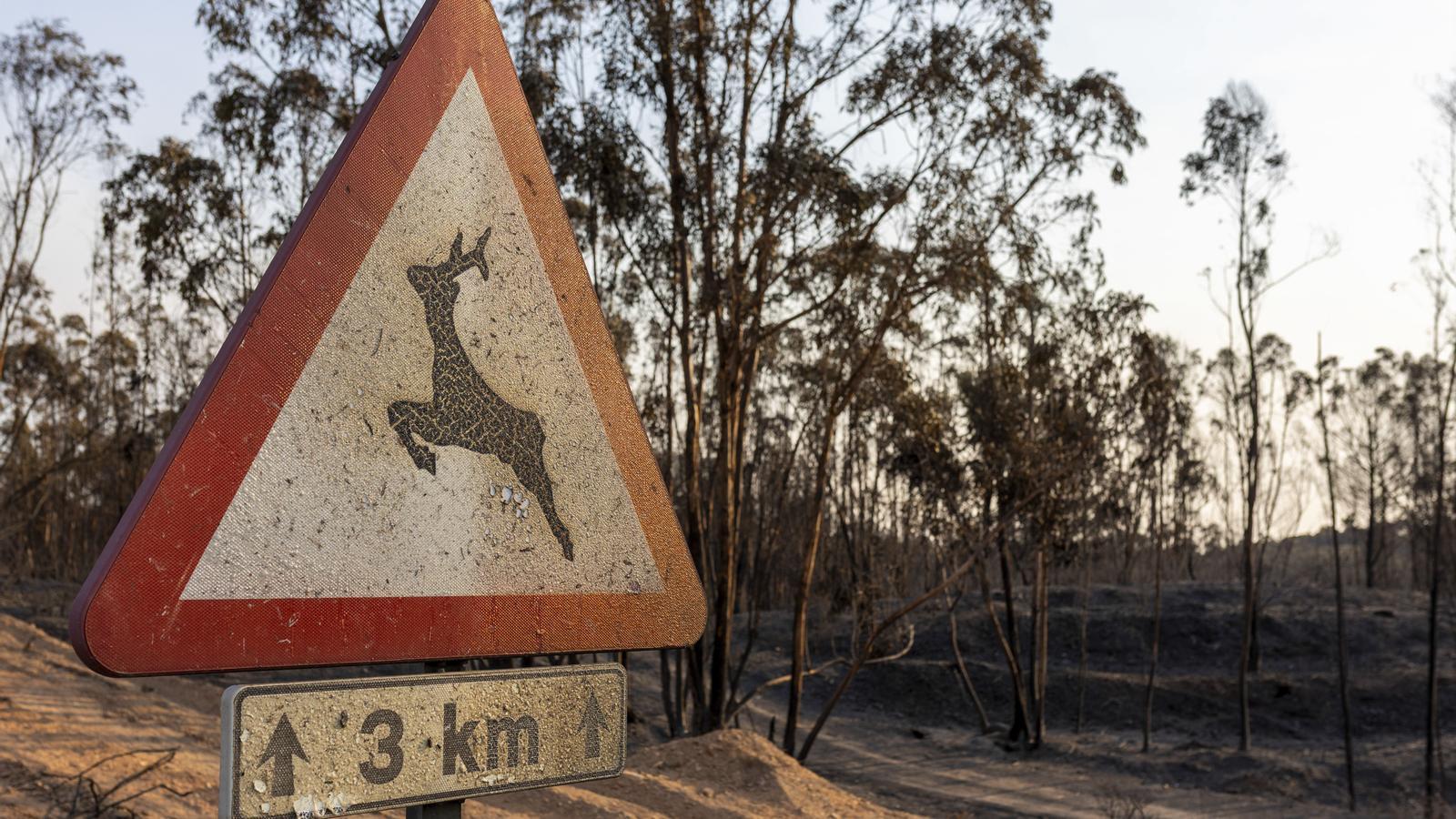 A traffic sign, in the middle of the desolate landscape left by the Niebla fire.