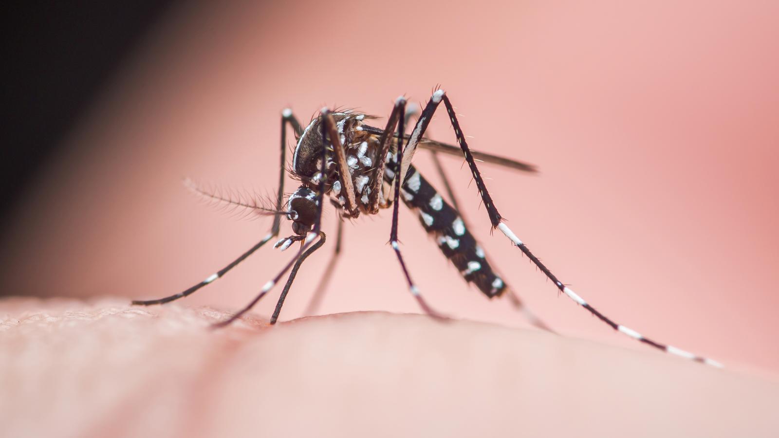 The tiger mosquito can transmit dengue, Chikungunya and Zika.