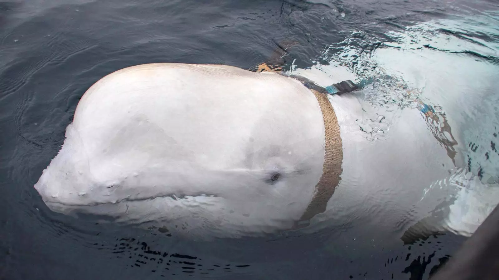 Troben a Noruega una balena espia amb un arnés de fabricació russa equipat per portar una GoPro