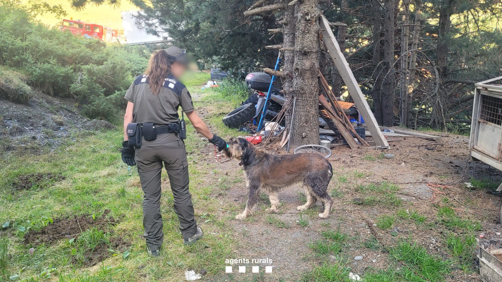 Rural Agents rescue four dogs trapped in an abandoned vehicle in Tor