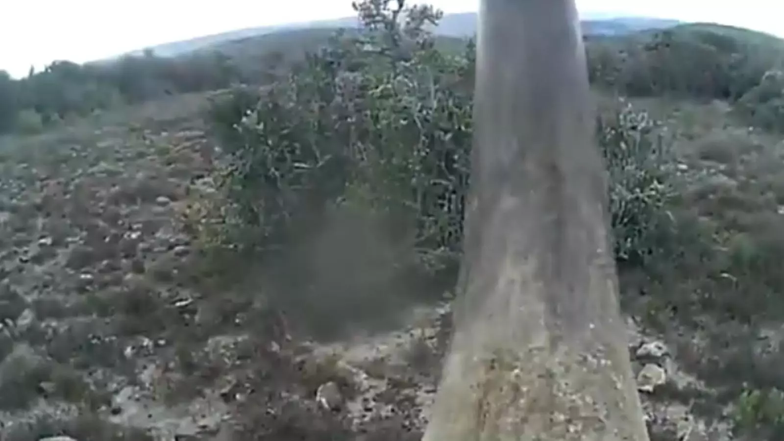 vídeo de la bbc sobre una tècnica per col·locar una càmera amb gps a la banya d'un rinoceront que ajudi a evitar extinció
