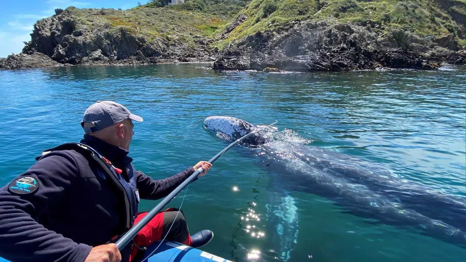 Un científic ajuda a Wally a tornar a mar obert, en aigües franceses, segons una foto distribuïda avui