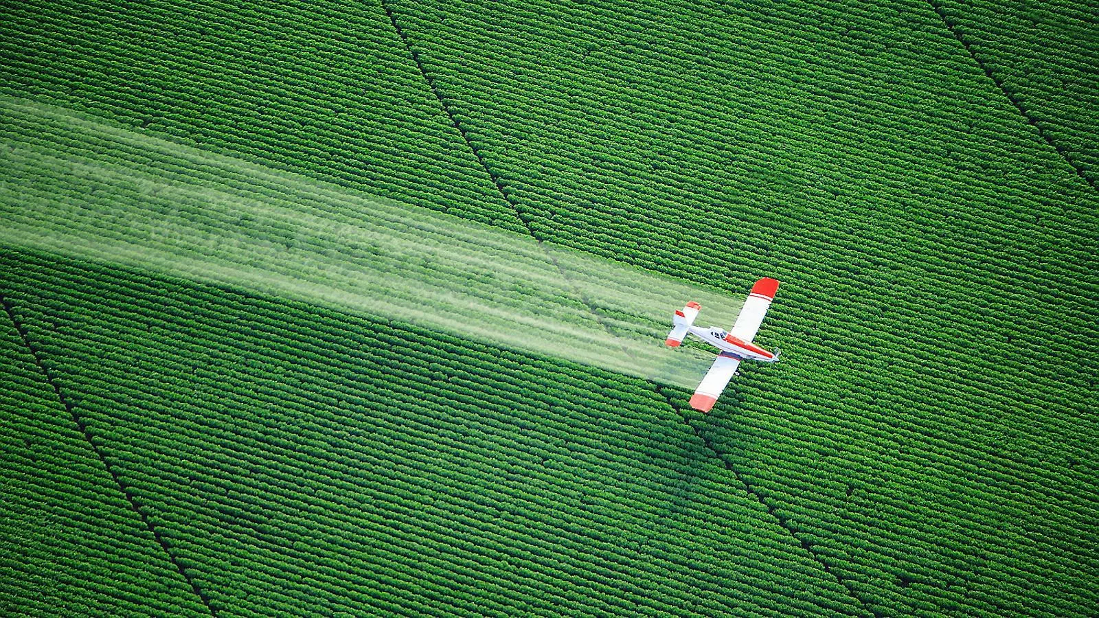 Una avioneta deixant anar productes químics sobre un camp.