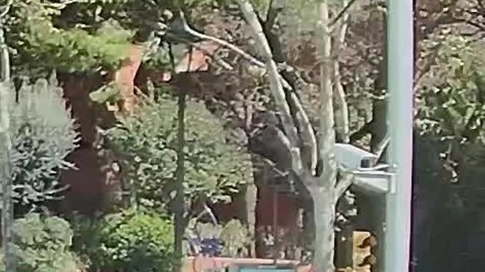La imatge que ha difós la Guàrdia Urbana del ciclista autor de l'accident