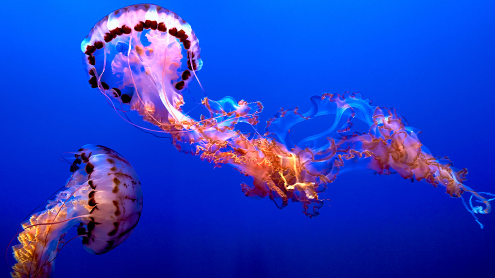 medusas 1 1024x531