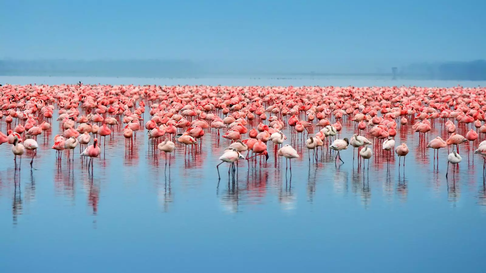 Un grup de flamencs