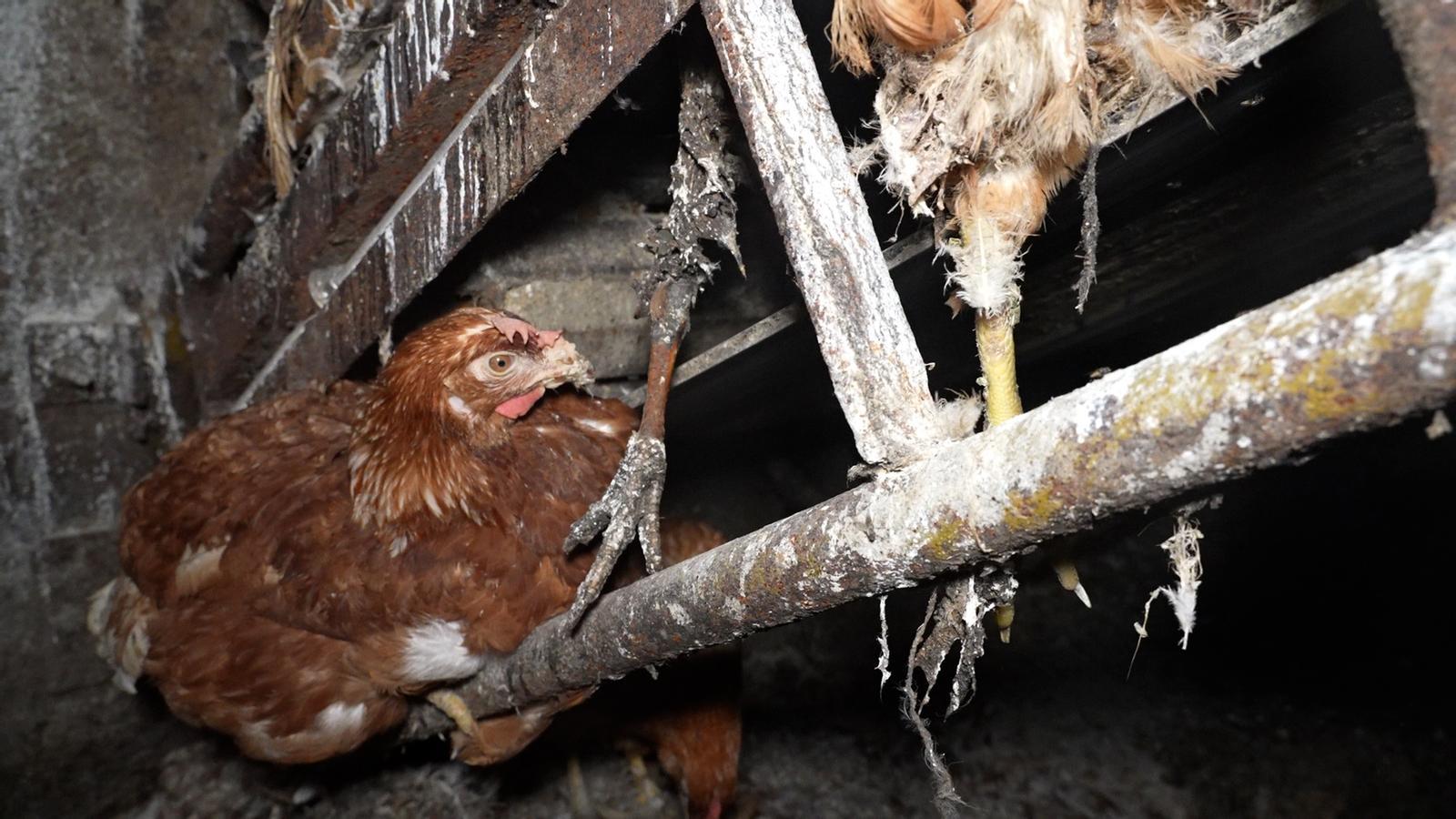 Nova denúncia contra Avícola Ballester: la granja més gran de les Balears també és plena de cadàvers de gallines