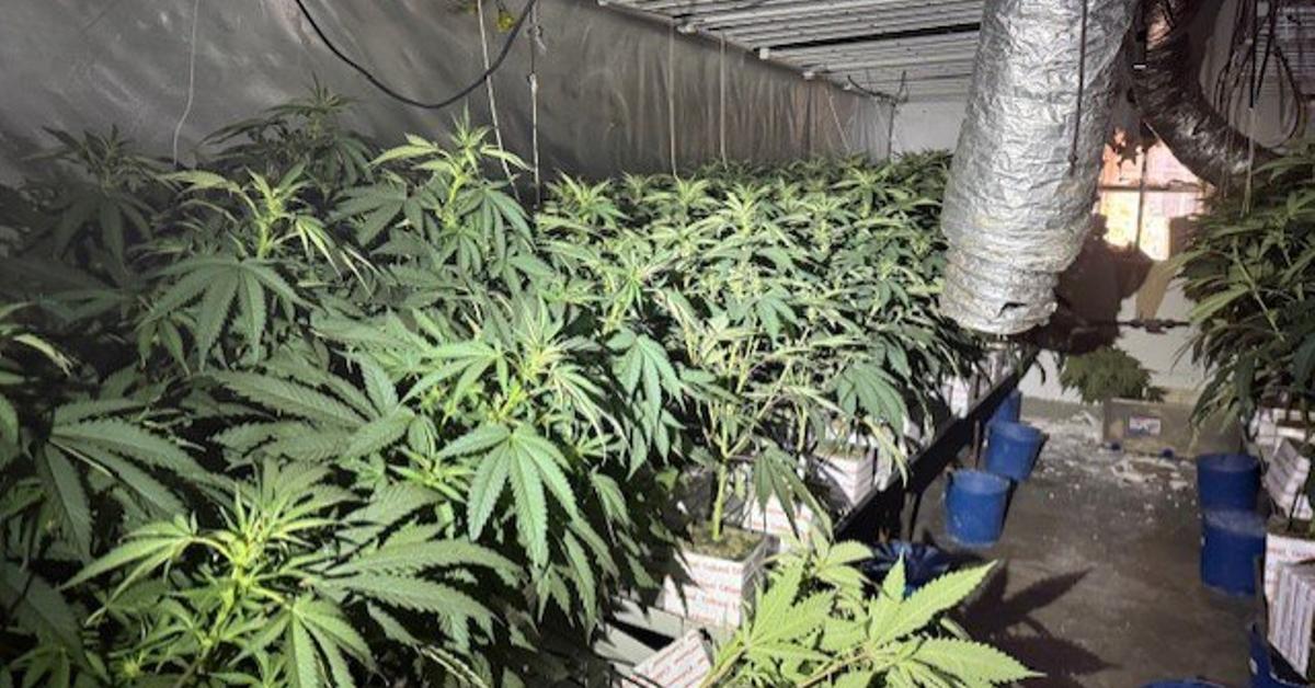 Espanya lidera la confiscació de cocaïna i plantes de cànnab