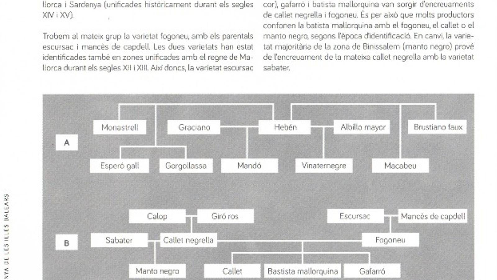 Fotografia de la pàgina del llibre Varietats de vinya de les Illes Balears, en què es pot observar la relació entre les varietats segons l’estudi genètic.