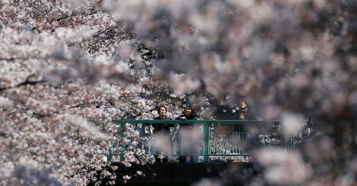 Un jove dissenyador es planteja assassinar la seva criatura