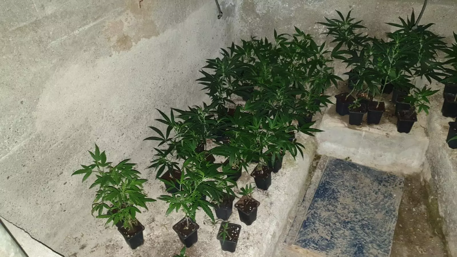 Some of the marijuana plants located.