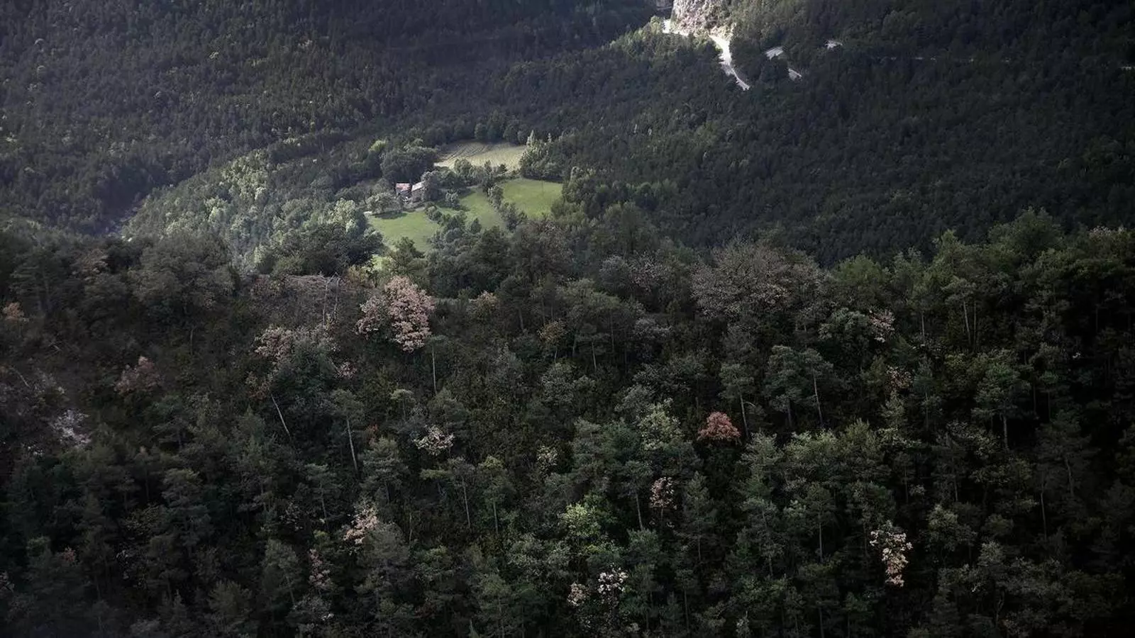 Boscos del Berguedà