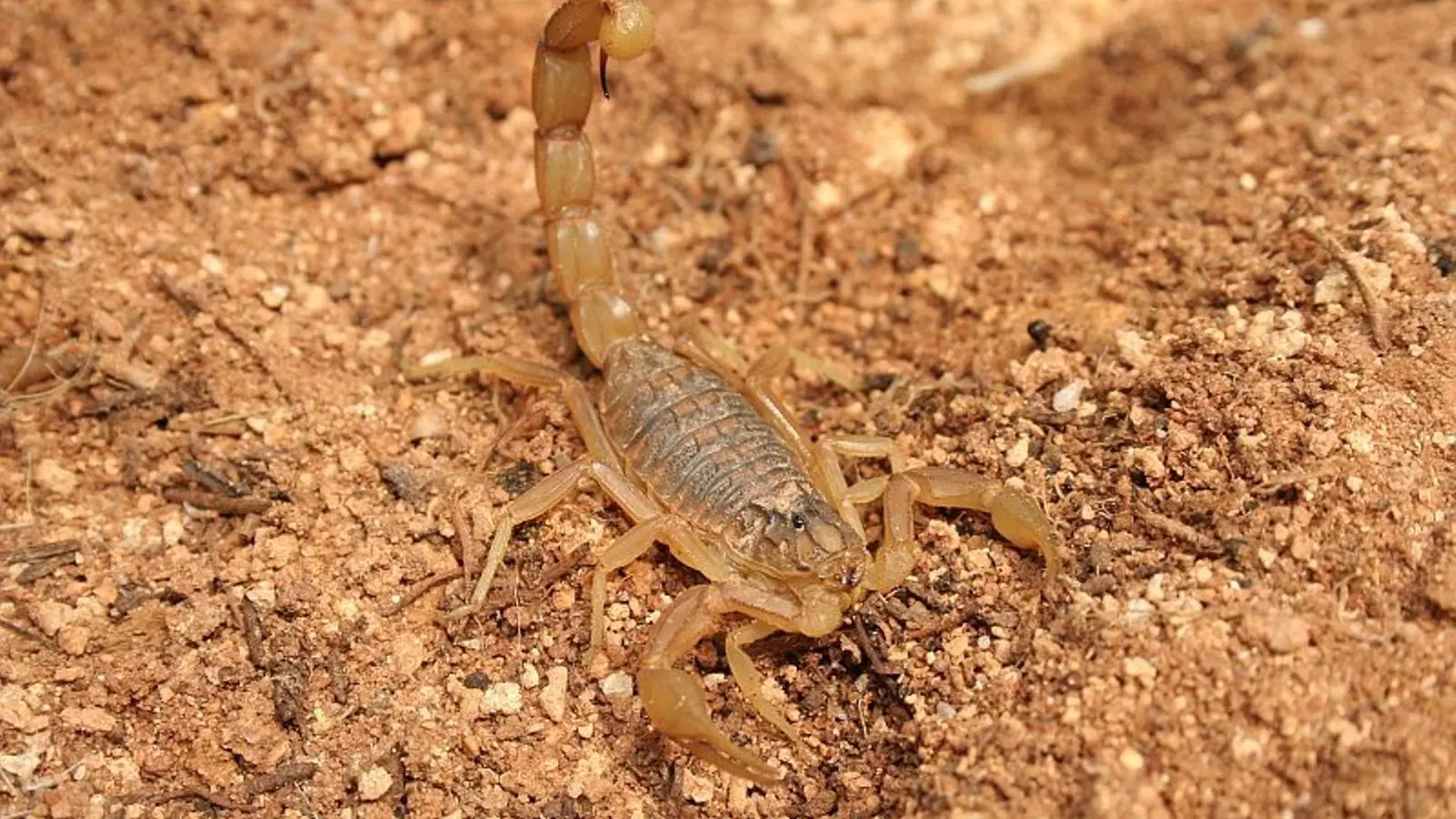 La picada de l'escorpí groc o ‘Buthus occitanus’ causa un dolor molt intens i pot dur més complicacions