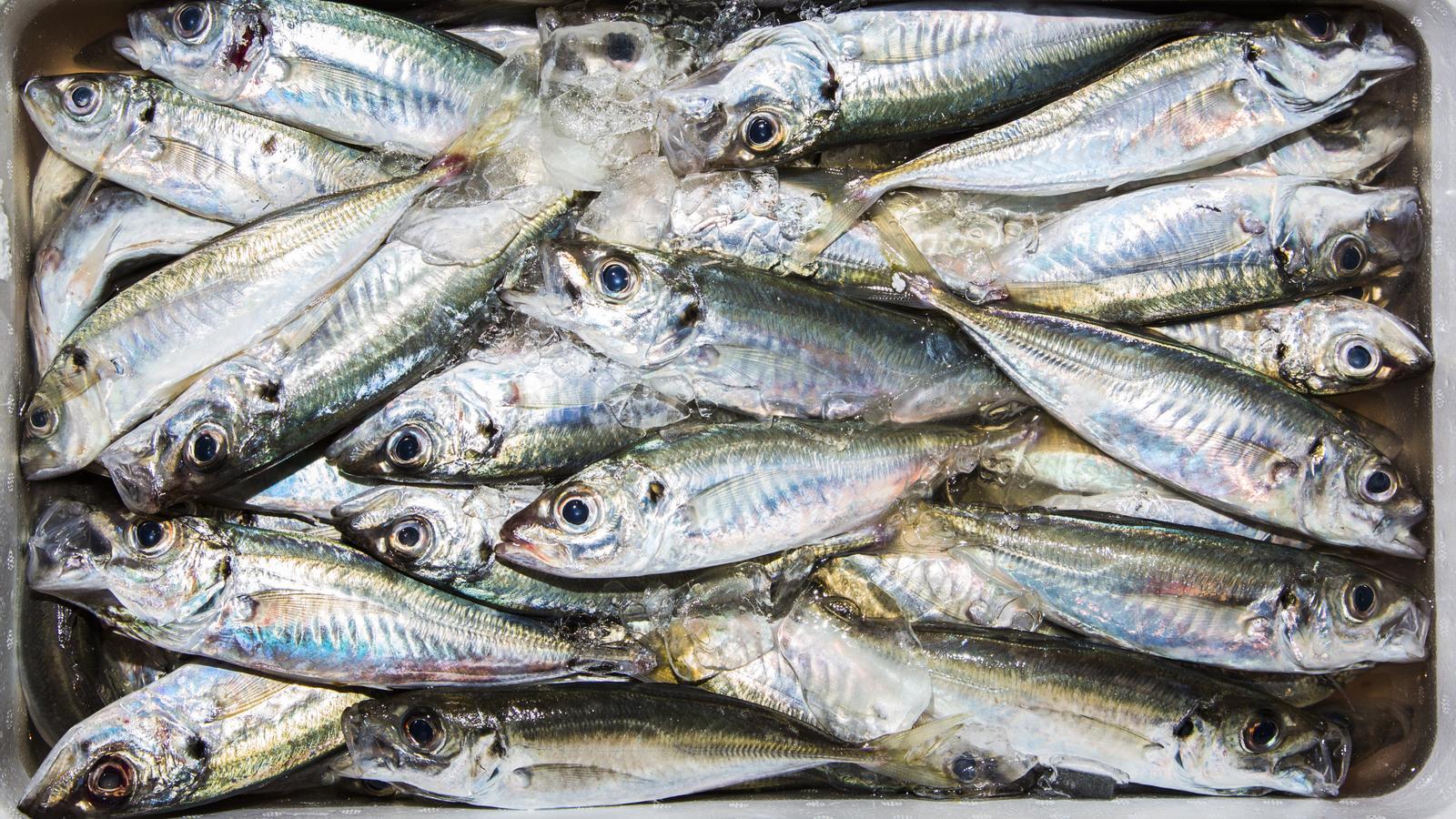 Fish inside a box at a fish market