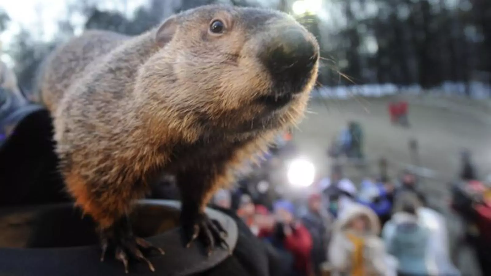 En Phil, l'estrella del dia a Punxsutawney. @GroundhogClub