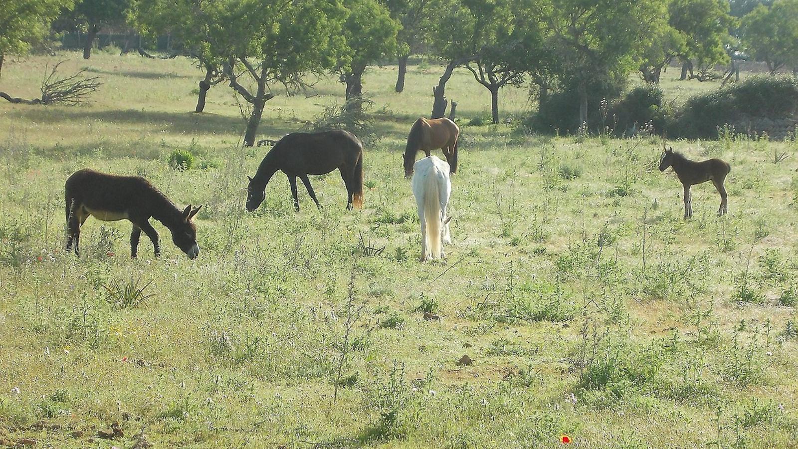 Natura Parc es va obrir el 1998 com un petit zoo d’aus i animals de granja.