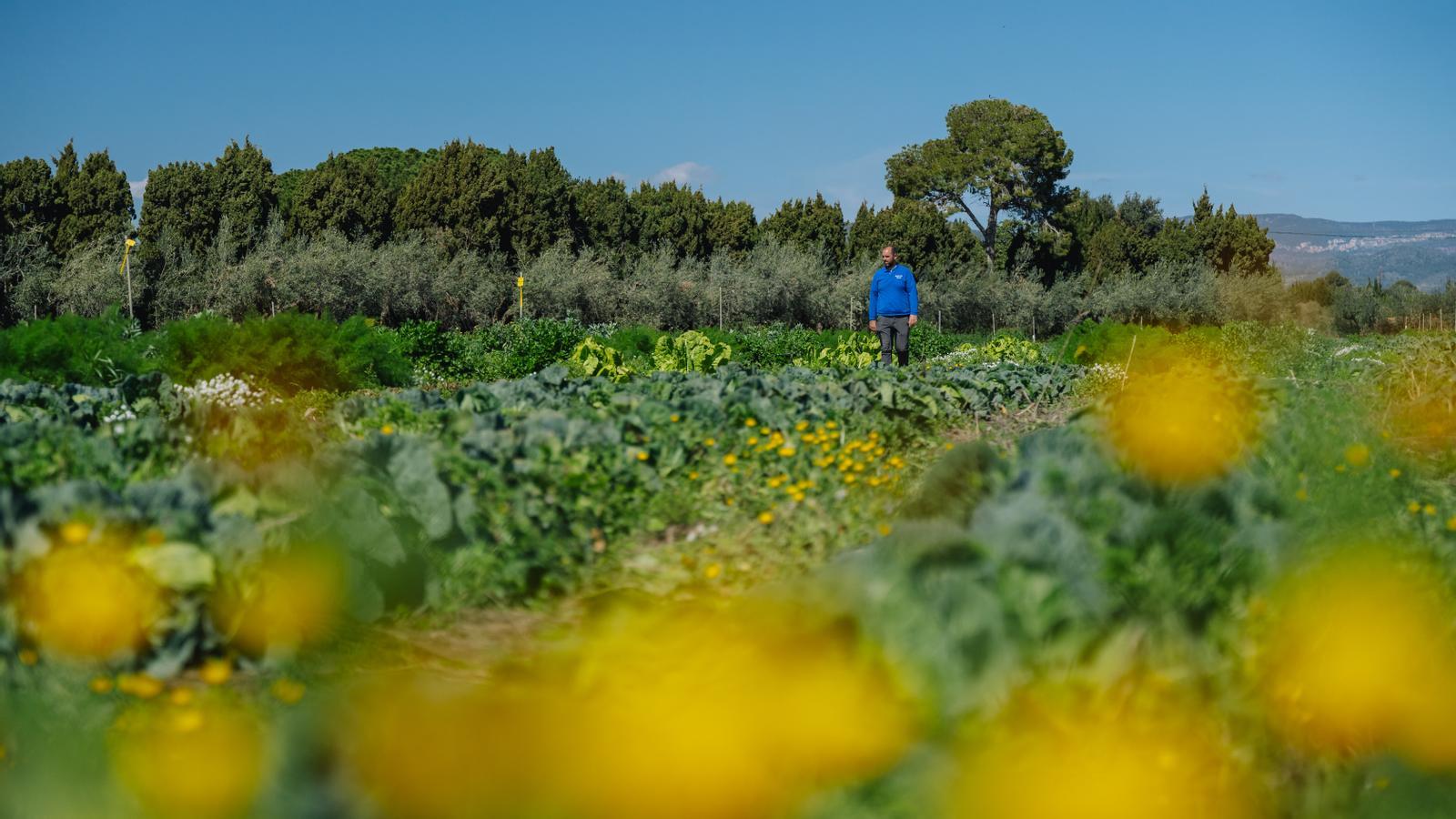 Plantar flores entre los cultivos para atraer a los polinizadores.