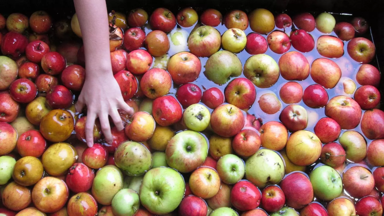 Al món hi ha documentades 7.500 varietats de pomes