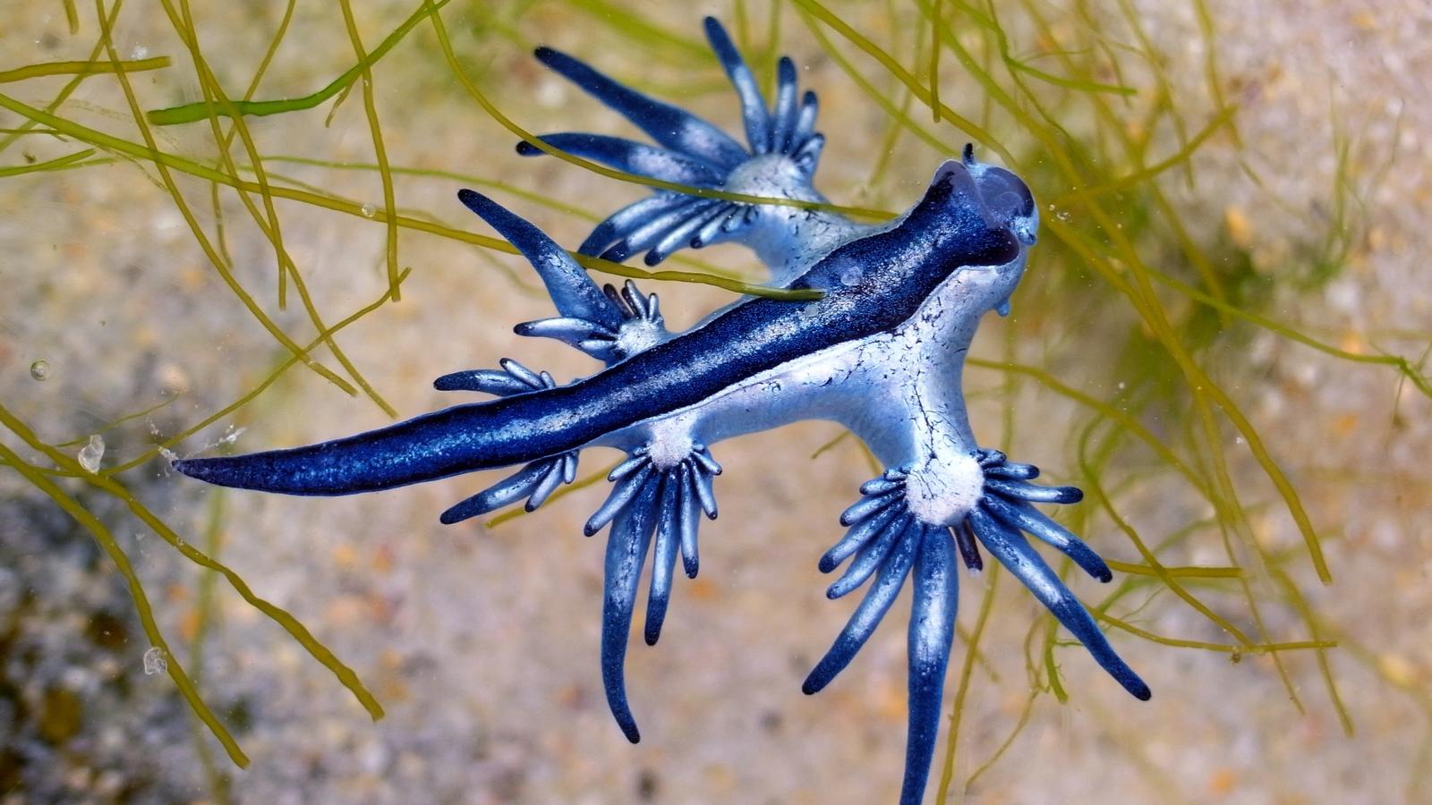 A specimen of Glaucus atlanticus