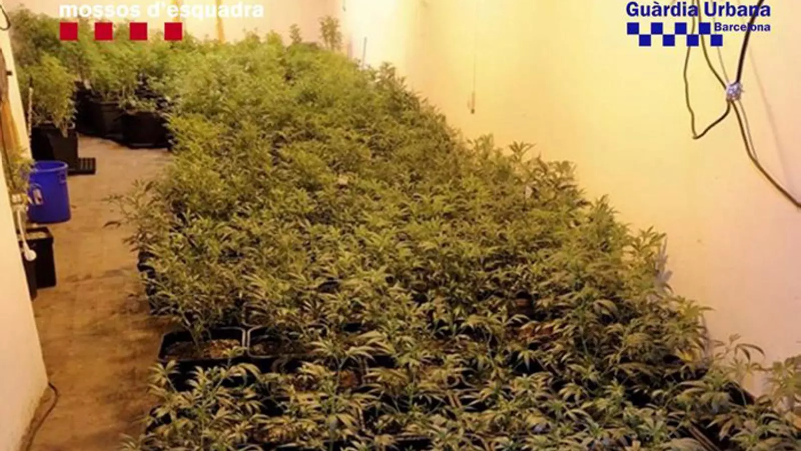 Imatge difosa pels Mossos d'Esquadra i la Guàrdia Urbana de Barcelona en què es veu l'interior del local amb plantes de marihuana