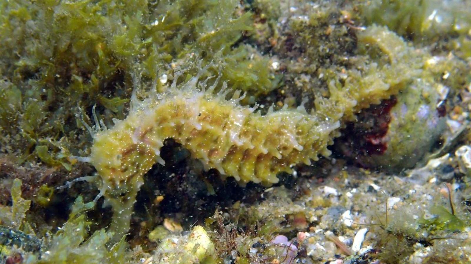 A seahorse observed in the cuttlefish beds of the Ter Gorge.